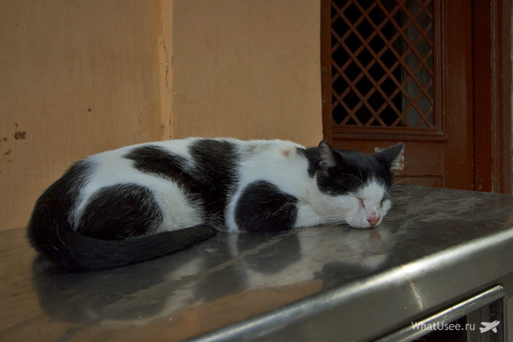 Кошки в Афинах