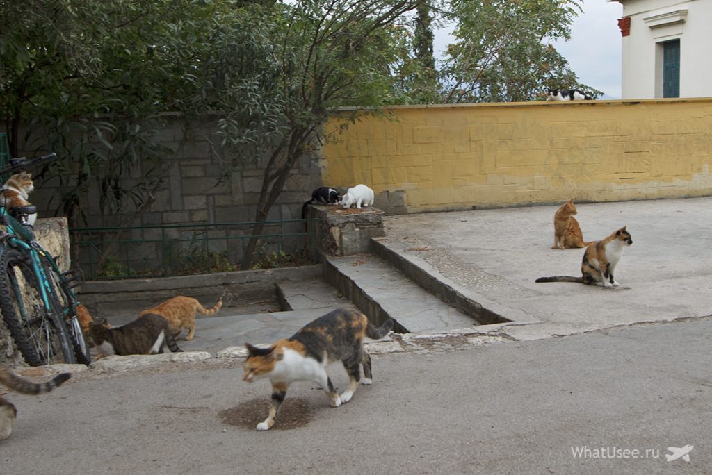 Афинские кошки