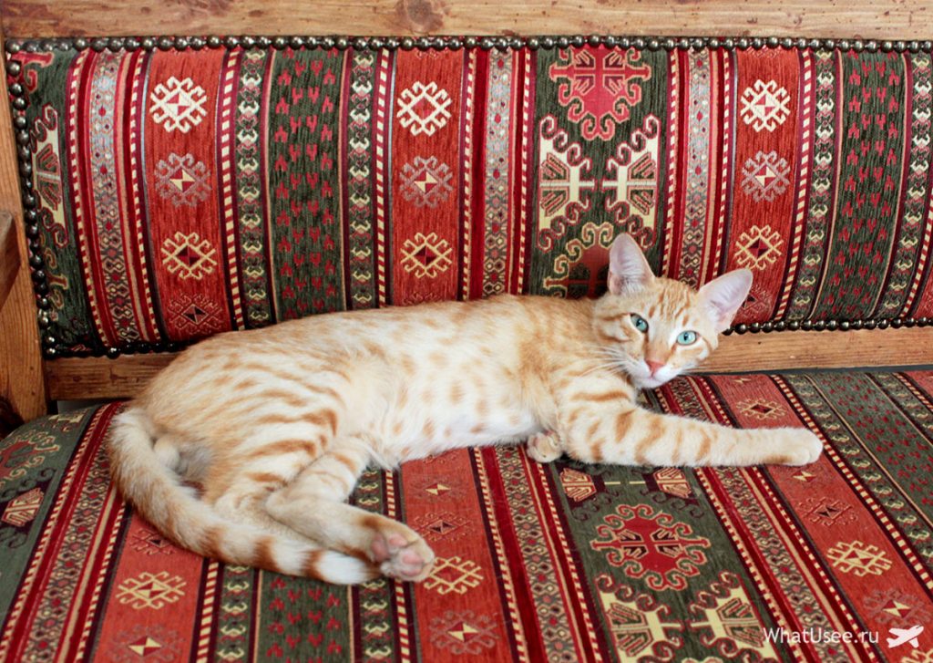 Коты Северного Кипра