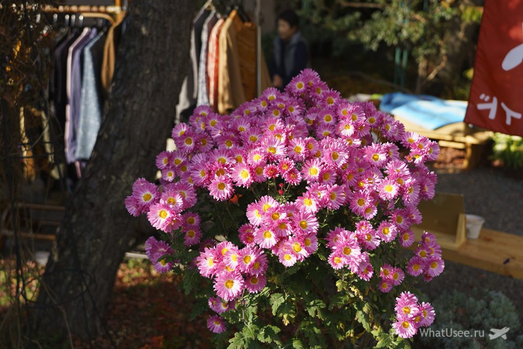 Чем можно заняться в Кавагучико
